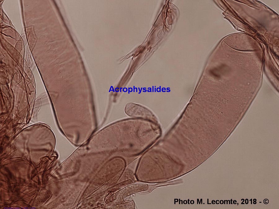 Acrophysalides